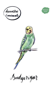 Watercolor green and yellow budgerigar