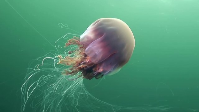 Medusa jellyfish close up underwater on green background of White Sea.Unique interesting video close up. Predators of marine life in clean clear pure and transparent water in search of food.