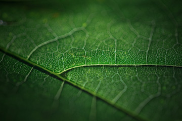macro green leaves hanging at sunset light very shallow focus