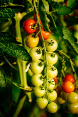 tomaten im gewächshaus