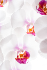 Fototapeta na wymiar Orchideen weiß af dem weißen Hintergrund