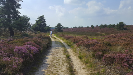 Fototapeta na wymiar Track through heathland in Sallandse Heuvelrug National Park, Overijssel, Netherlands