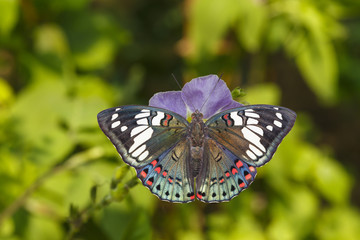 Dorsal view of Common Gaudy Baron butterfly ( Euthalia lubentina ) on flower