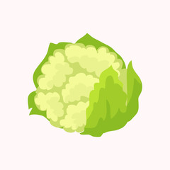 Cauliflower Isolated on White Background. Vector