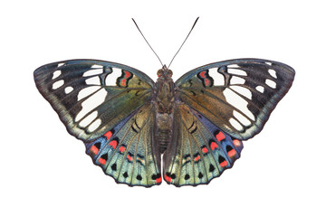 Isolated dorsal view of Common Gaudy Baron butterfly ( Euthalia lubentina ) on white