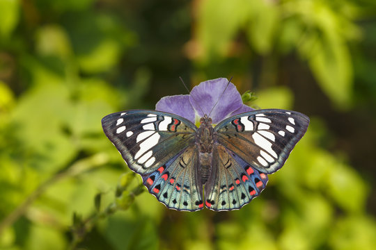 Dorsal view of Common Gaudy Baron butterfly ( Euthalia lubentina ) on flower