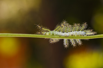 Caterpillar of the Common Gaudy Baron butterfly ( Euthalia lubentina ) walking on twig