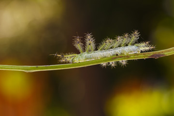 Caterpillar of the Common Gaudy Baron butterfly ( Euthalia lubentina ) walking on twig