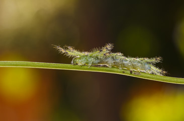 Caterpillar of the Common Gaudy Baron butterfly ( Euthalia lubentina ) walking on twig