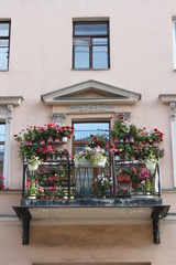 Fototapeta na wymiar beautiful flowering plants Pelargonium are located on the balcony of a historic old house in a classic style on the city street