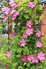 a flowering clematis bush, purple clematis flowers in the garden near the house - obrazy, fototapety, plakaty