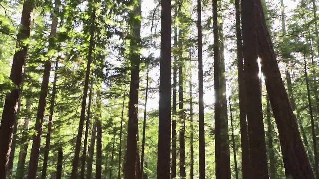 Mt. Hood National Forest, camera pan UP to tree canopy