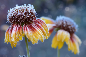Blumen 854