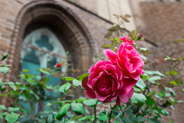 Obraz premium Rose flowers on vintage background Gothic castle