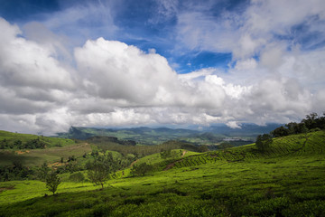 Wide spreaded tea plantations, panoramic view to hills covered with tea bushes, Bandung, West Java, Indonesia