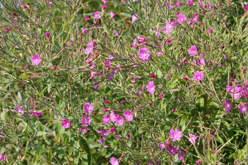 Fototapeta premium Great hairy willowherb (Epilobium hirsutum) in wild nature. Plant with small pink flowers