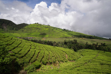 Fototapeta na wymiar Mountains covered with tea plantations, scenic beautiful view.