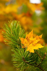 Pine branch and maple leaf on the background of autumn paints - 170701293