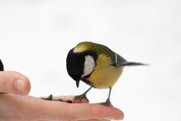 Titmouse in hand - 170701296