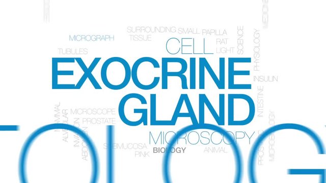 Exocrine gland animated word cloud, text design animation. Kinetic typography.
