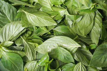 basil leaves background