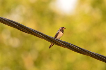 Hirondelle rustique (Hirundo rustica) © Emmanuelle KUHN