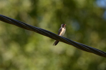 Hirondelle rustique (Hirundo rustica) © Emmanuelle KUHN