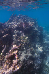 Fototapeta na wymiar School of fish under coral mountain