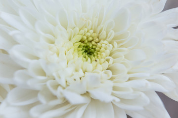White chrysanthemum close up, Macro Flower, close up
