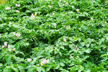 sping potatoes flowers