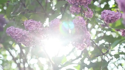 Sunlight In The Lilac