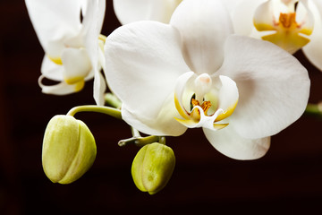 Flowers white orchids on a black background