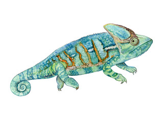 Green chameleon isolated on white background. Watercolor. Illustration. Template. Picture. Clipart
