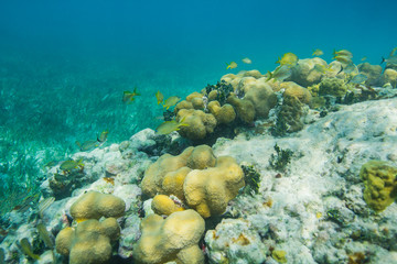 Fototapeta na wymiar Edge of the reef