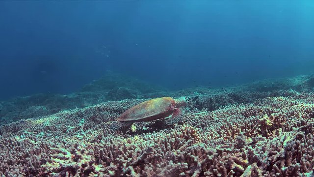 Hawksbill turtle on a Coral reef. 4k footage