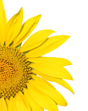 Isolated Bright Yellow Summer Sunflower on White
