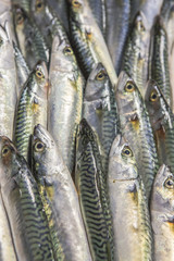 sgombro dell'Adriatico