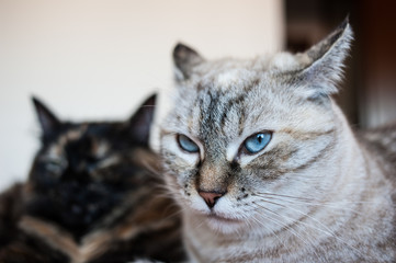 Portrait of tabby cat.
