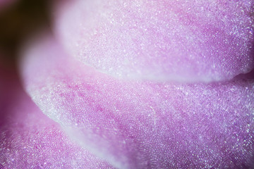 Microscope image of violet flower petal cells