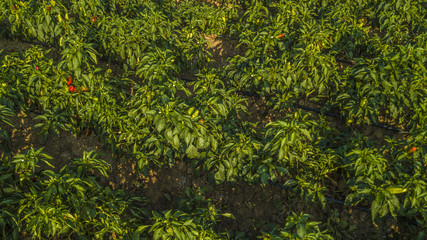 Dettaglio aereo di un campo all'aperto di peperoni. Le foglie sono verdi e la coltivazione è ordinata in file. Gli ortaggi sono ormai pronggi sono ormai pronti ad essere raccolti e finire sui mercati.