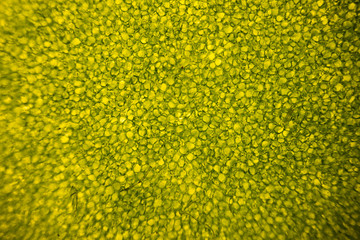 Leaf cells under microscope. micrograph, leaf under a microscope, organ-producing oxygen and carbon dioxide, the process of photosynthesis