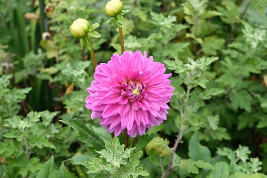 メキシコの国花 Images Browse 6 Stock Photos Vectors And Video Adobe Stock