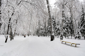 Snowy Trees Landscape