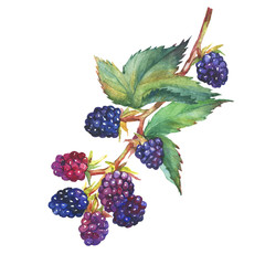 A branch with blackberry fruit (Rubus genus, black berries, garden blackberry) realistic botanical illustration. Watercolor hand drawn painting illustration, isolated on white background.