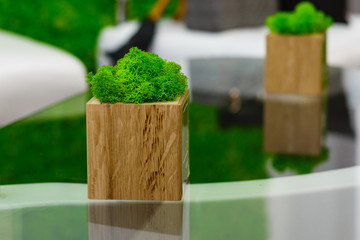 decor, wooden cube with a plant