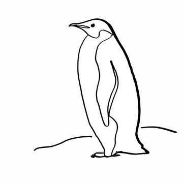 Download Penguin, Aquatic, Flightless. Royalty-Free Vector Graphic - Pixabay
