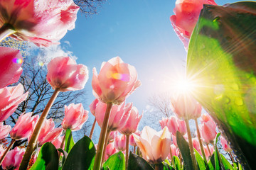 Pink tulips in the sunlight against the sky