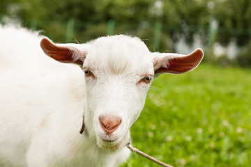 Portrait Of Cute White Goat On Sunny Summer Meadow Close Up.