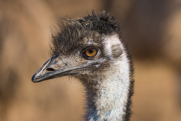 Emu - 170709253