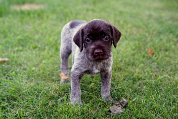 Wirehaired Pointing Griffon puppy